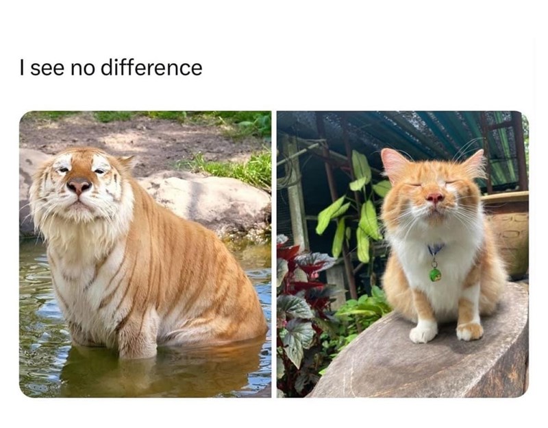 see-no-difference