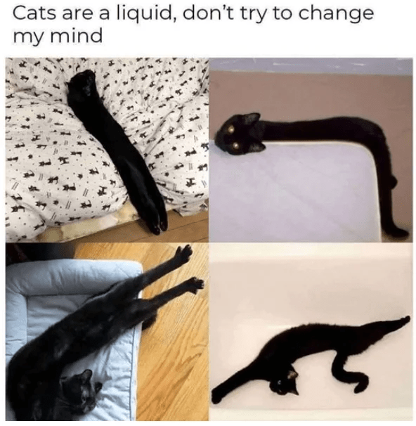cats-are-liquid-dont-try-change-my-mind