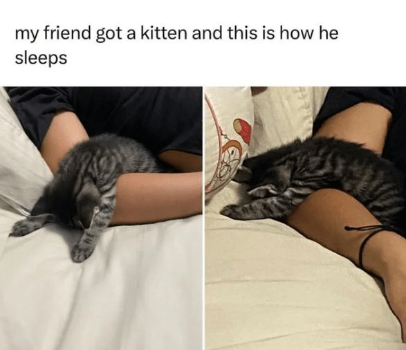 my-friend-got-kitten-and-this-is-he-sleeps