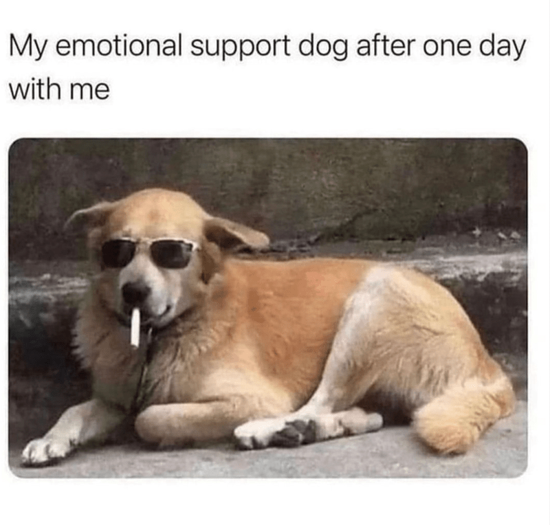 my-emotional-support-dog-after-one-day-with