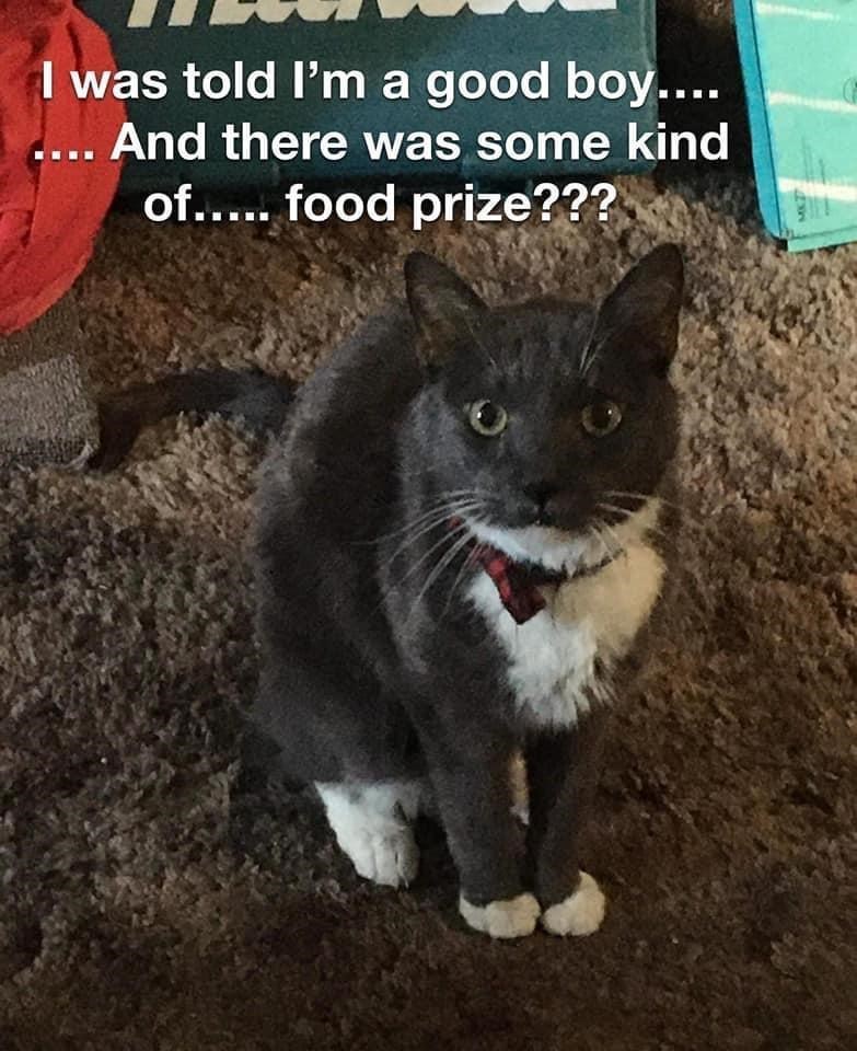 told-good-boy-and-there-some-kind-food-prize