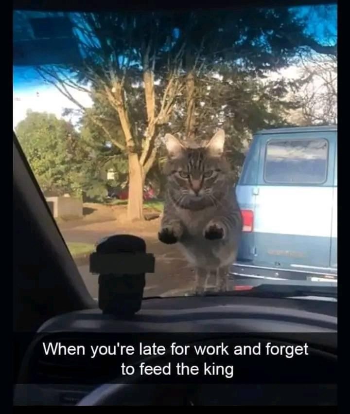 late-work-and-forget-feed-king