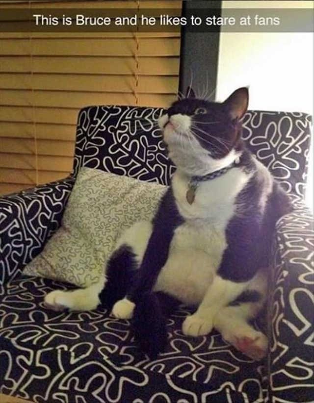 this-is-bruce-and-he-likes-stare-at-fans