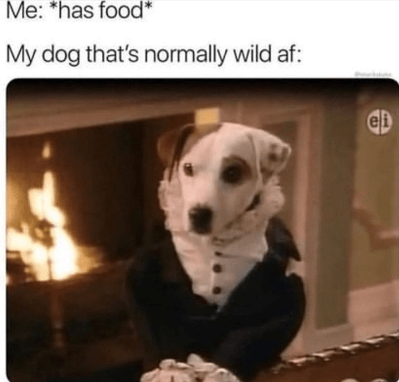 has-food-my-dog-s-normally-wild-af-p