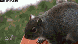 squirrel-preparing-a-jack-o-latern