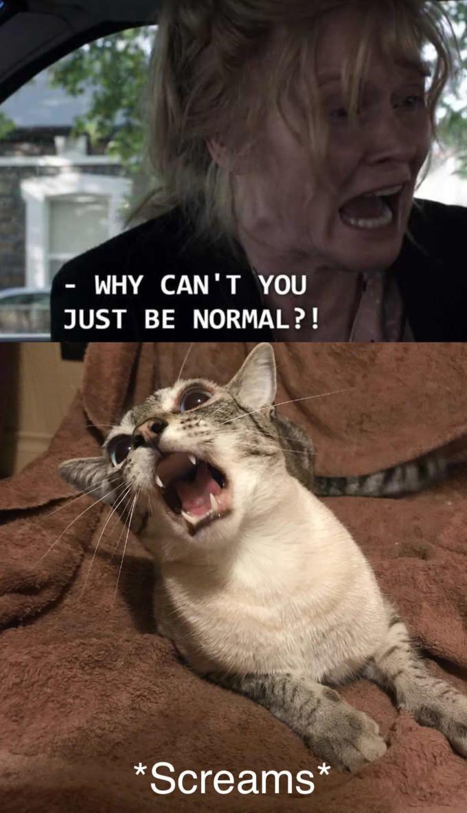 why-cant-just-be-normal-screams