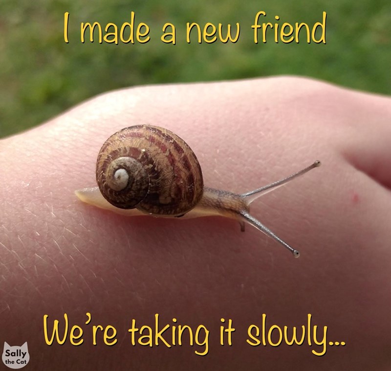 made-new-friend-sally-cat-taking-slowly