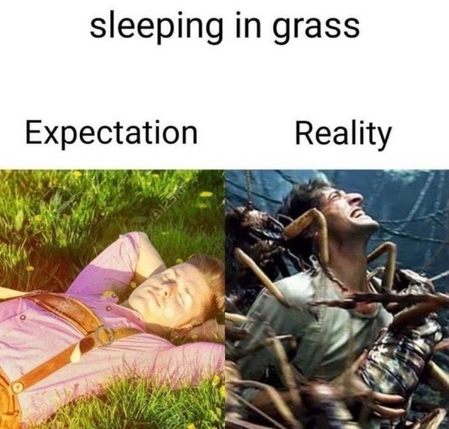 sleeping-grass-expectation-reality