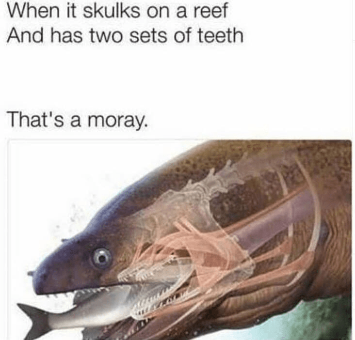 skulks-on-reef-and-has-two-sets-teeth-s-moray