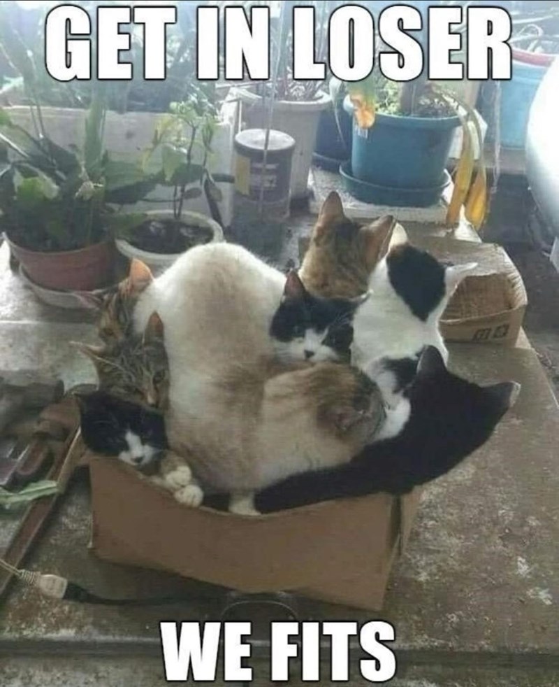 get-loser-fits-lee-ex