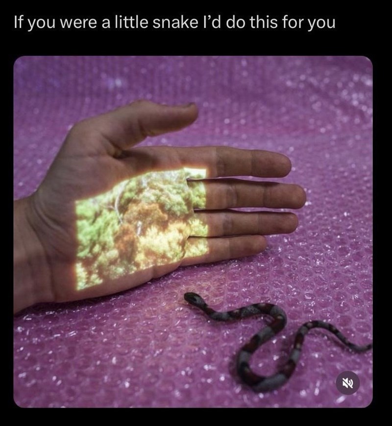 if-were-little-snake-do-this