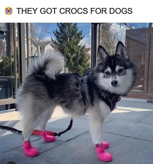 they-got-crocs-dogs
