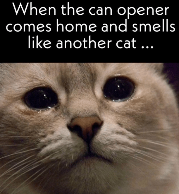 can-opener-comes-home-and-smells-like-another-cat