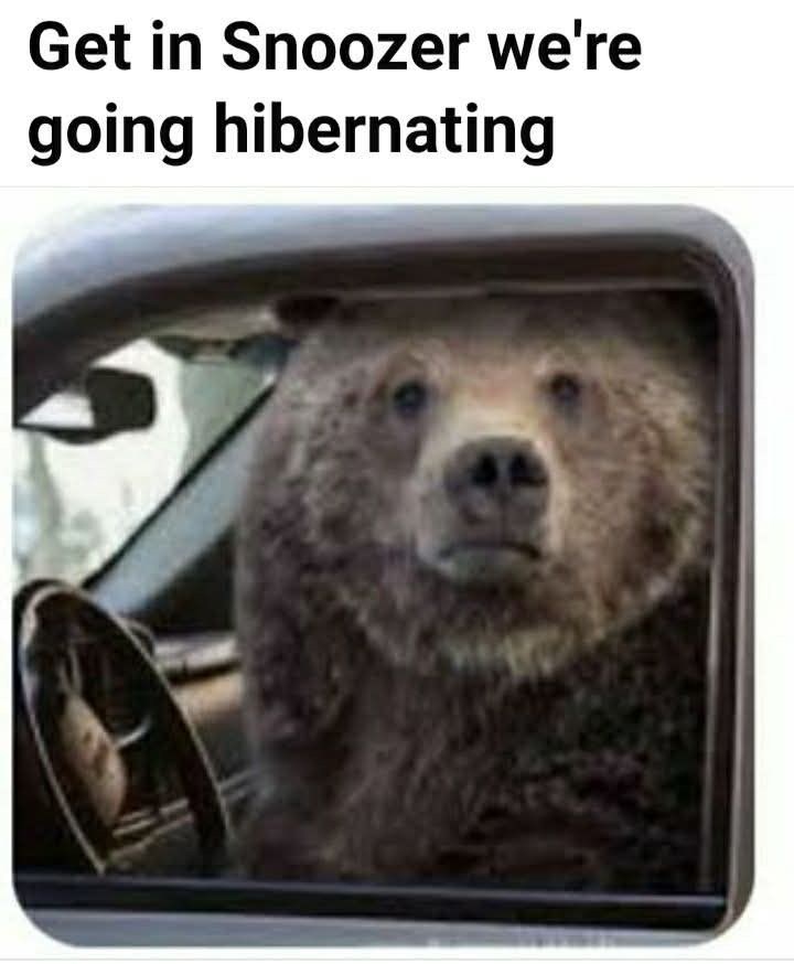 get-snoozer-going-hibernating