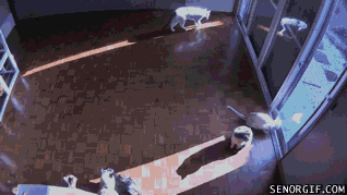 the-resting-patterns-of-cats-in-the-sun