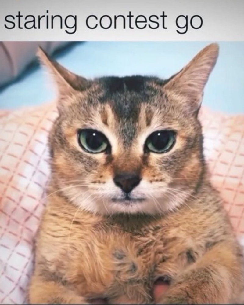 staring-contest-go