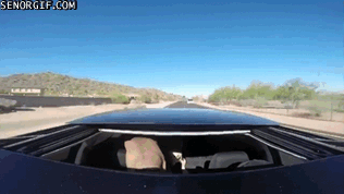 my-jowls-quiver-in-excitement