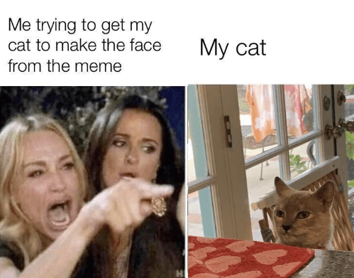 trying-get-my-cat-make-face-meme-my-cat