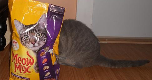 cat-meow-mix.jpg