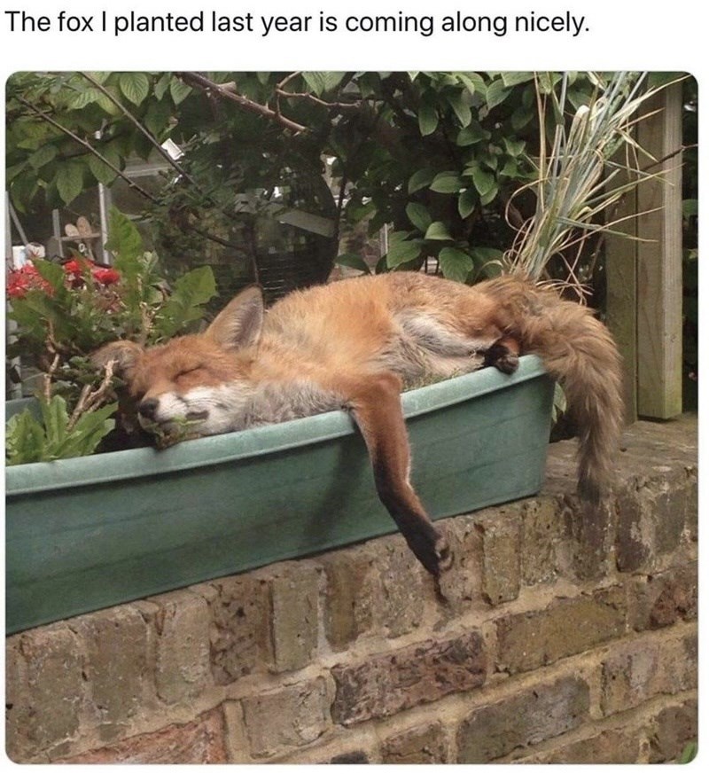 fox-planted-last-year-is-coming-along-nicely