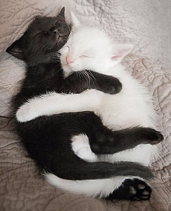 Cuddling-Kittens-005.jpg