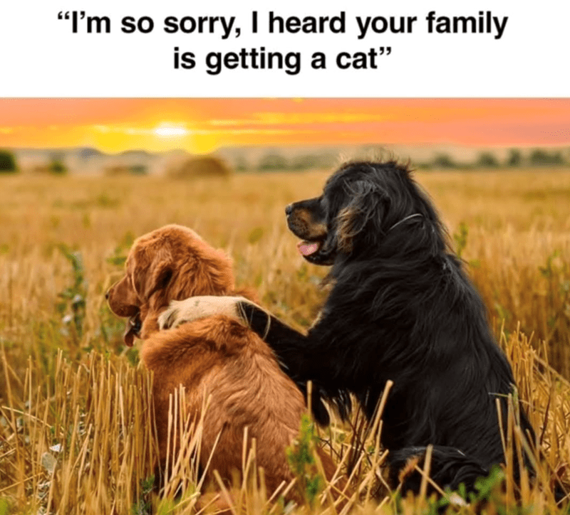 so-sorry-heard-family-is-getting-cat