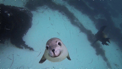 seductive-seal-wants-a-kiss