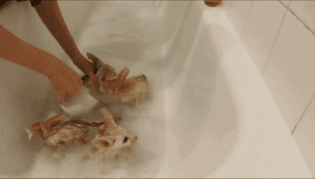 funny-animated-gifs-foxy-bath-time
