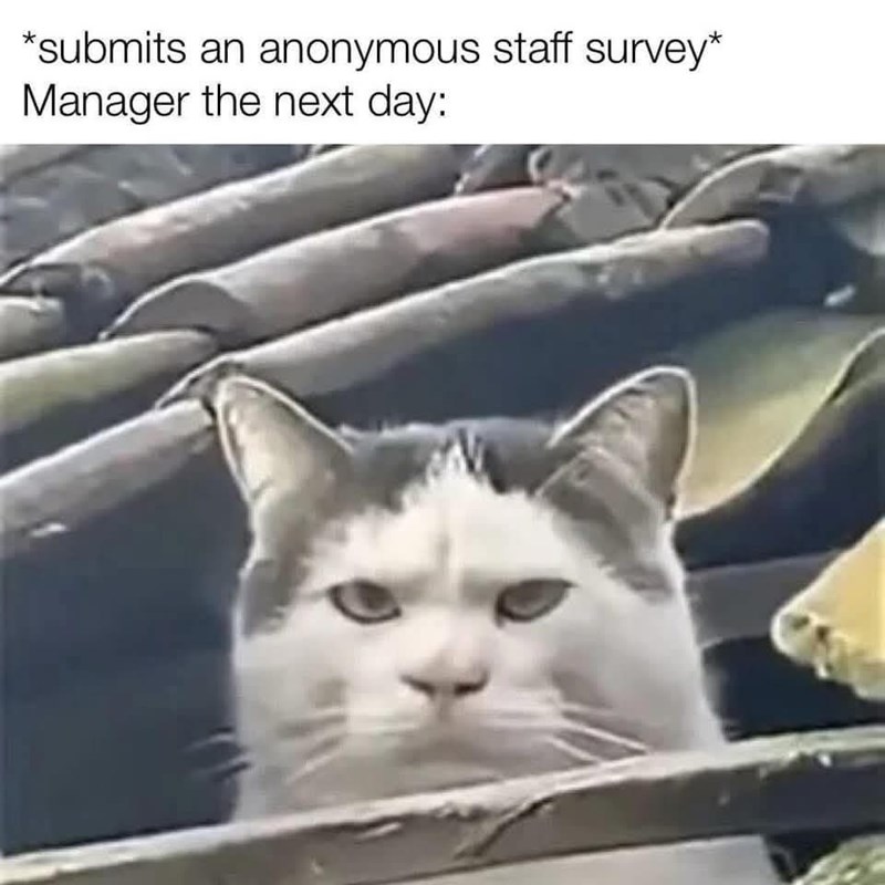 submits-an-anonymous-staff-survey-manager-next-day
