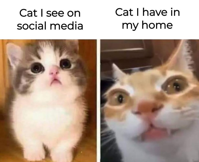 cat-see-on-social-media-cat-have-my-home