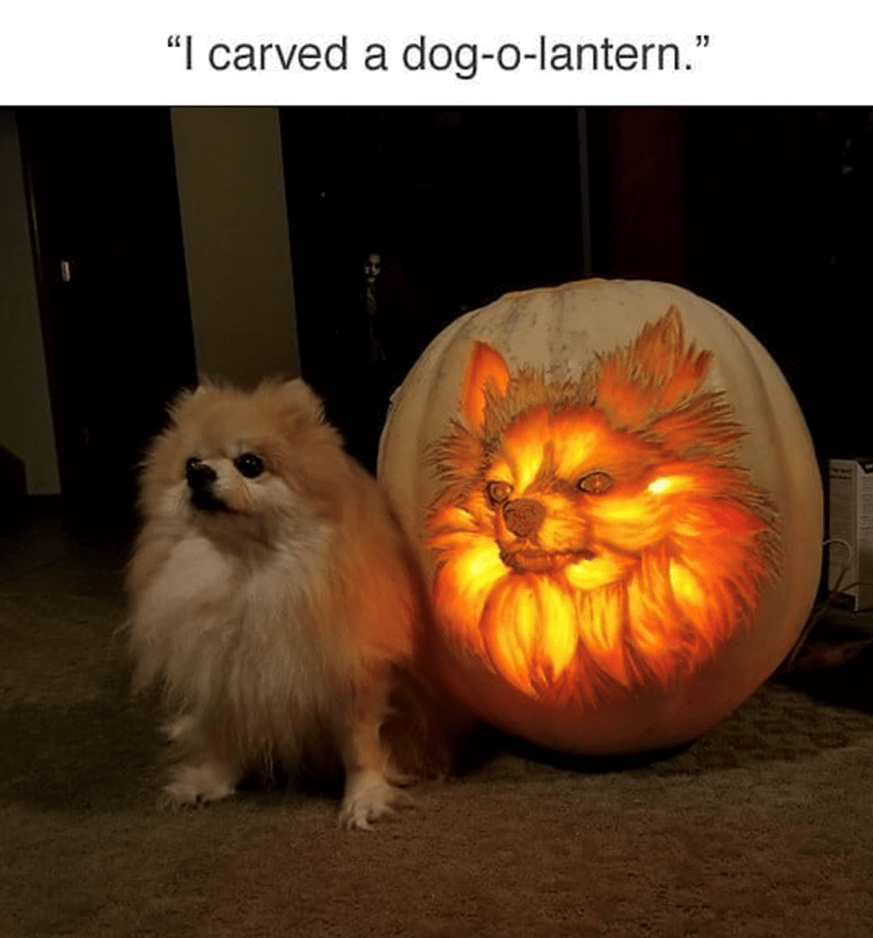 carved-dog-o-lantern