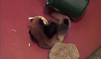 young-red-pandas-arent-accurate-with-their-pounces