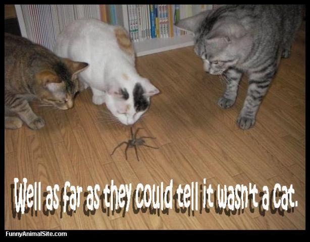 4d00a7eccb8d3117a77a87e48ade3ce1--spider-humor-spiders.jpg