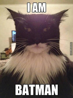 HTWB-cats-batman.jpg
