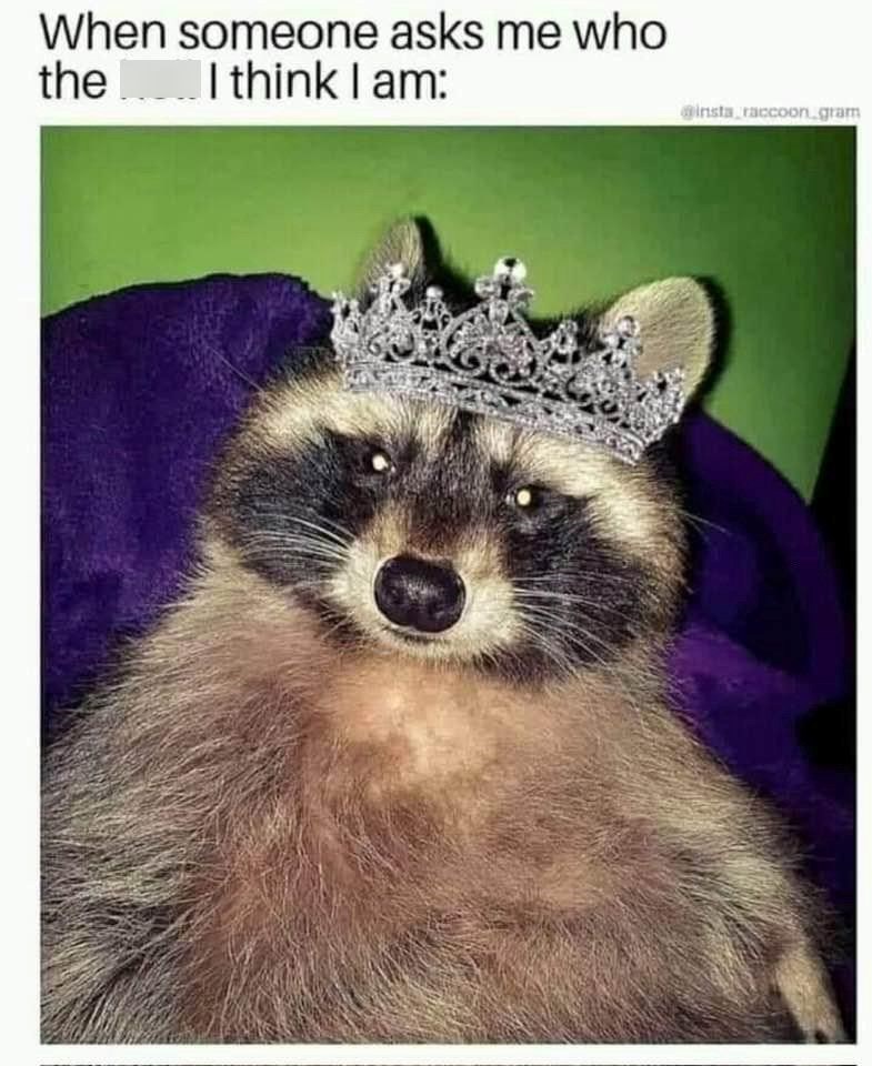 someone-asks-who-think-am-insta-raccoongram