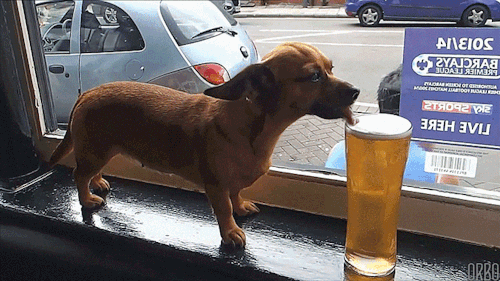 brewski-dog