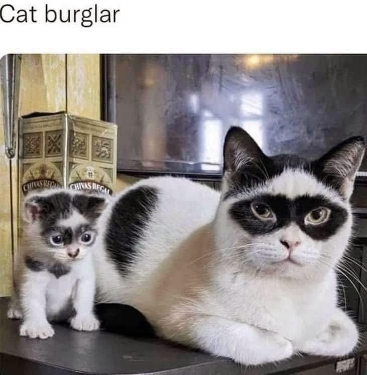 cat-burglar-chivas-region-chivas-rega