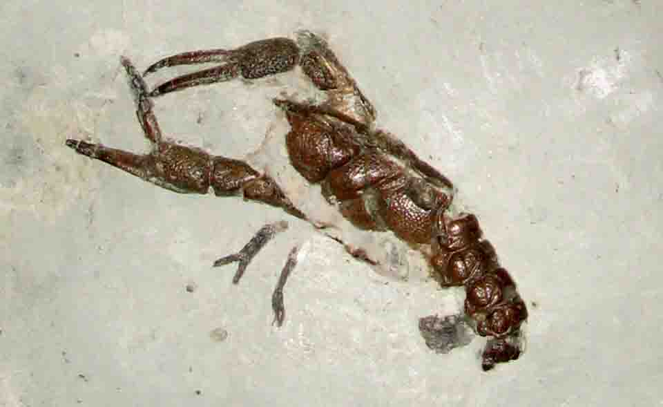 fossil-crustaceans.jpg