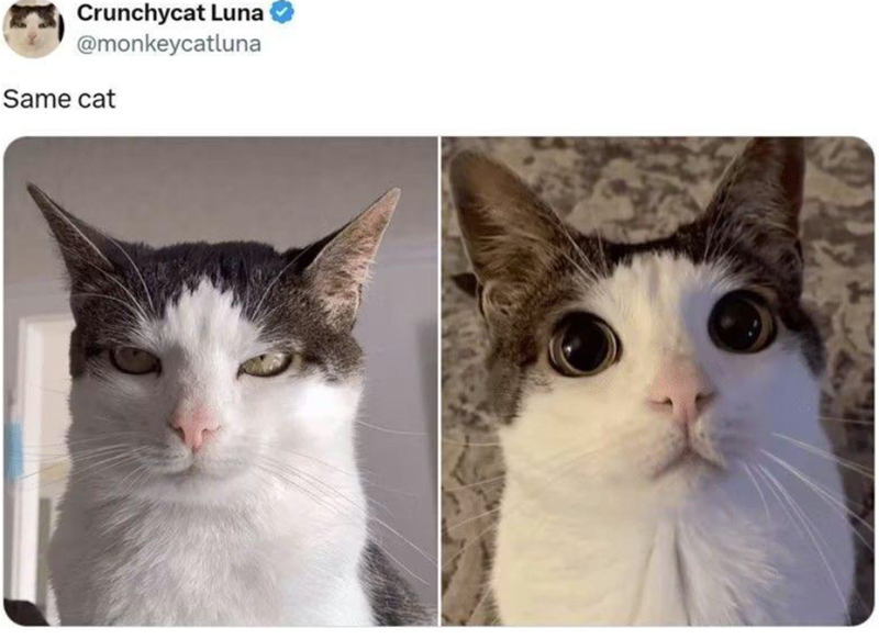 crunchycat-luna-monkeycatluna-same-cat