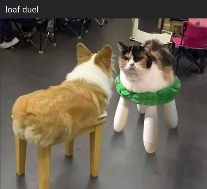 loaf-duel