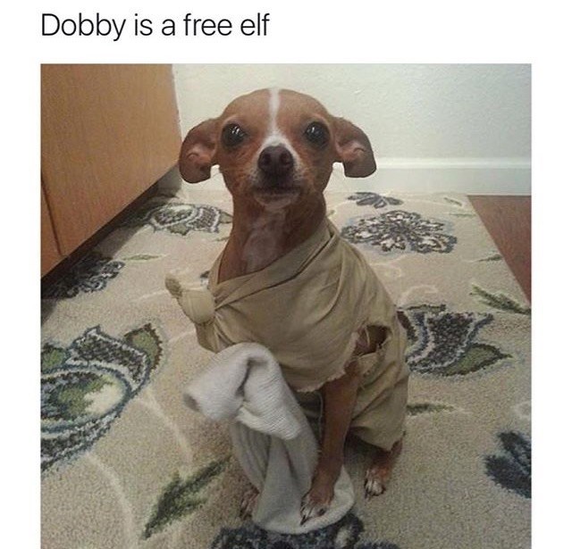 dobby-is-free-elf