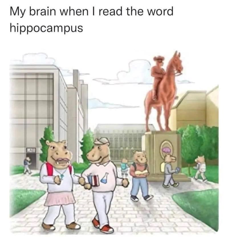 my-brain-read-word-hippocampus