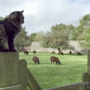 guardian-of-the-cows