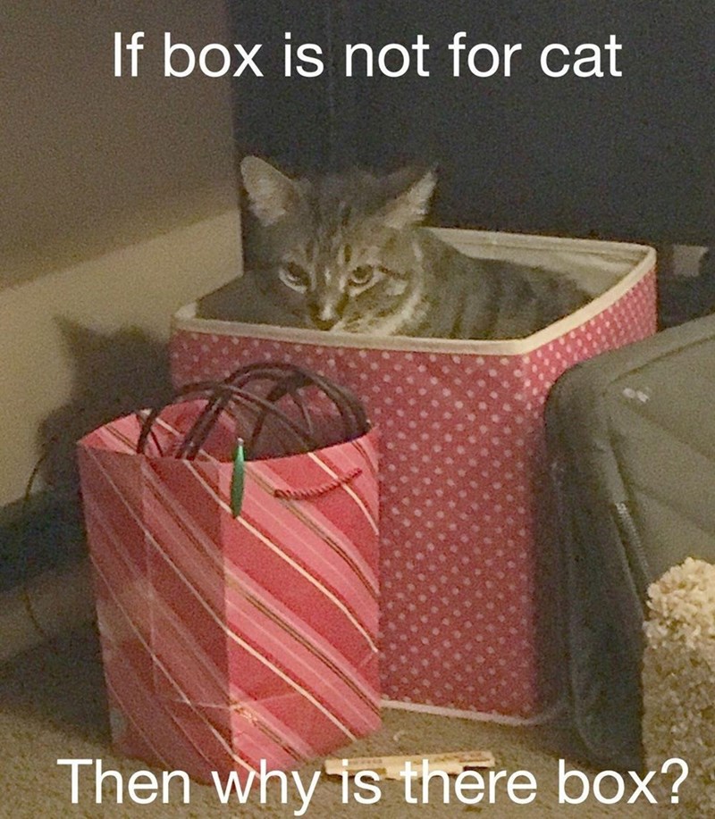 if-box-is-not-cat-then-why-is-there-box