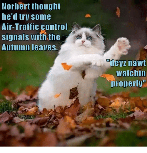 norbert-thought-he-d-try-some-air-traffic-control-signals-with-33383053.png