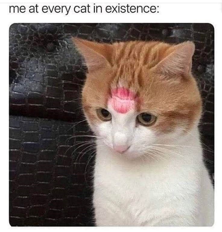 at-every-cat-existence