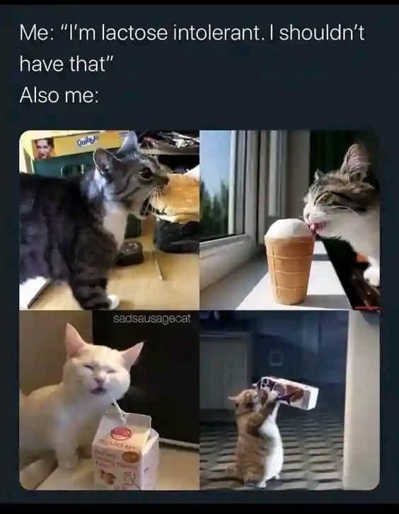 lactose-intolerant-shouldnt-have-also-sadsausagecat
