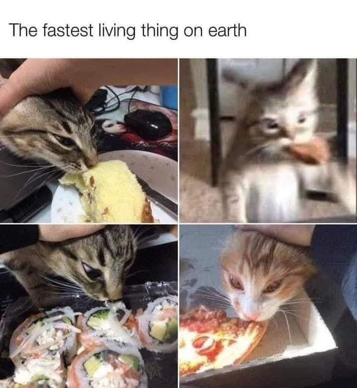 fastest-living-thing-on-earth