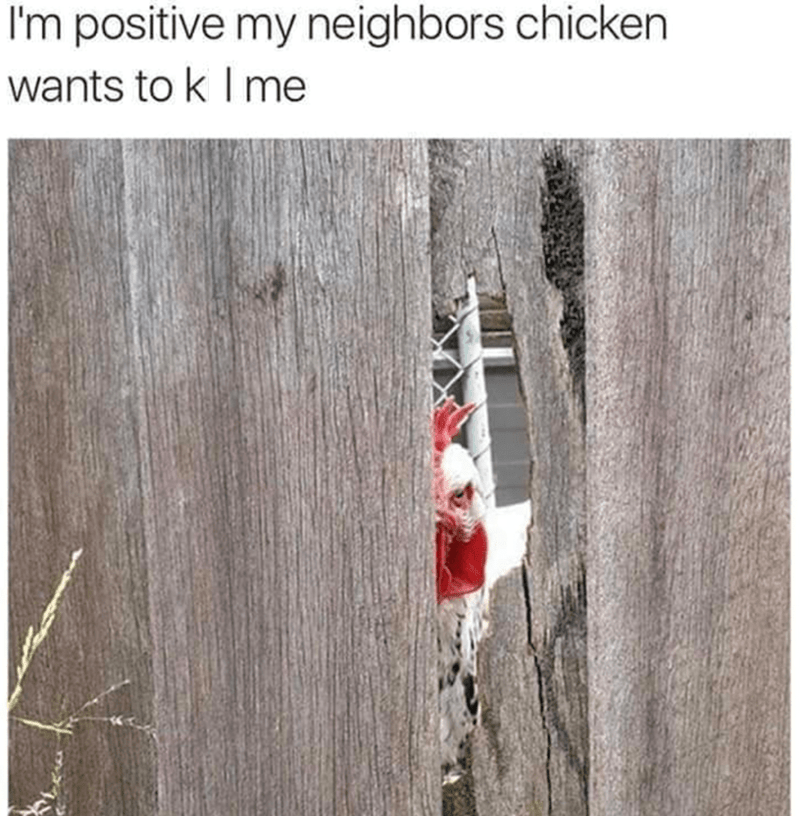 positive-my-neighbors-chicken-wants-k