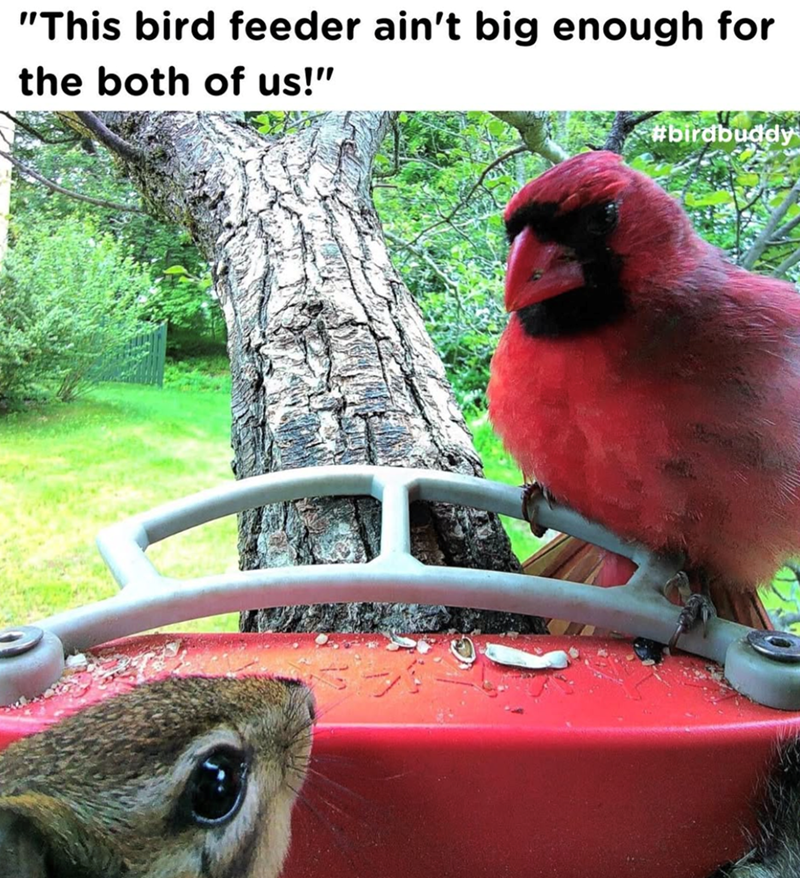 this-bird-feeder-aint-big-enough-both-us-birdbuddy